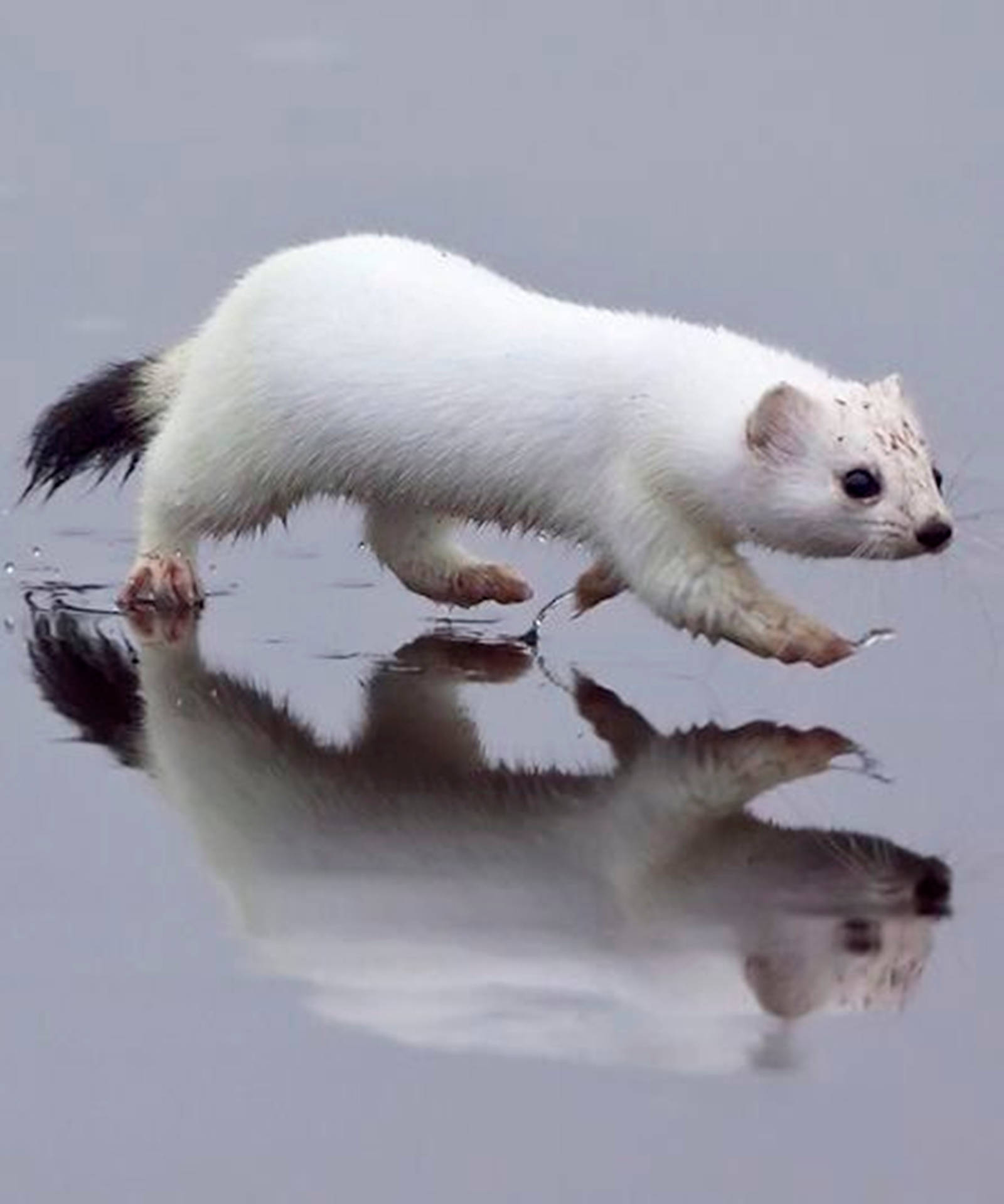 White Mink On Frozen River