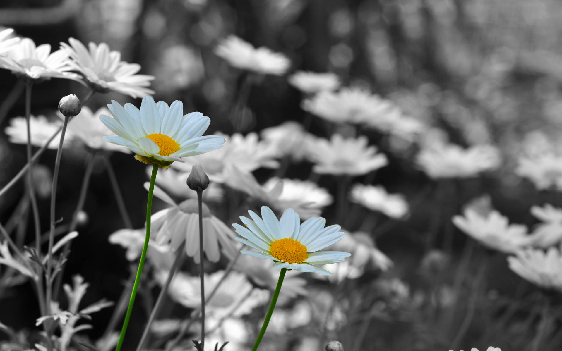 White Monochromatic Daisy Background