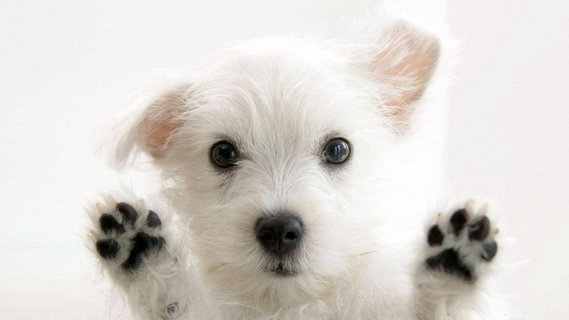 White Morkie Puppy Cute Computer Background