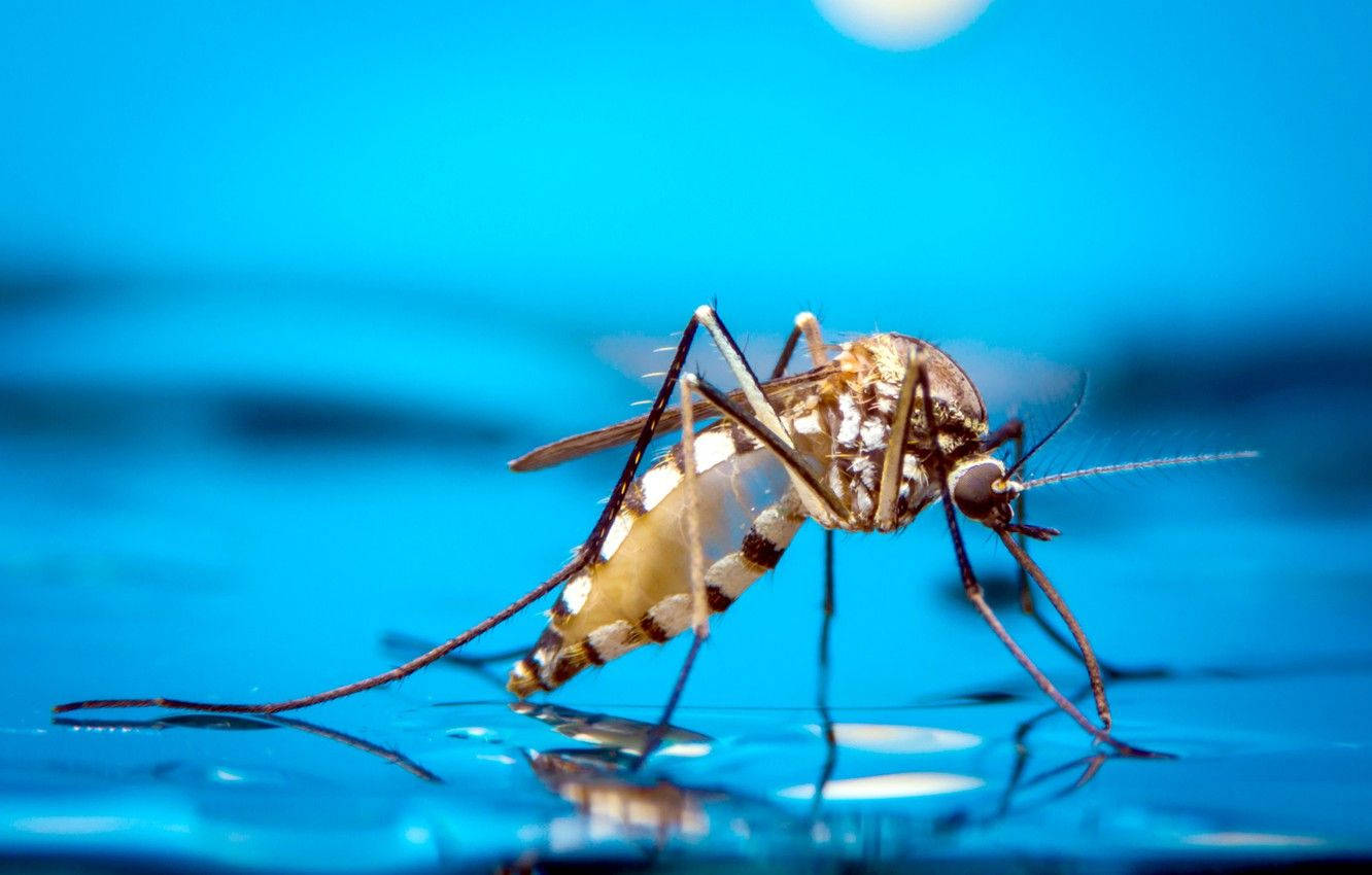 White Mosquito On Water Background