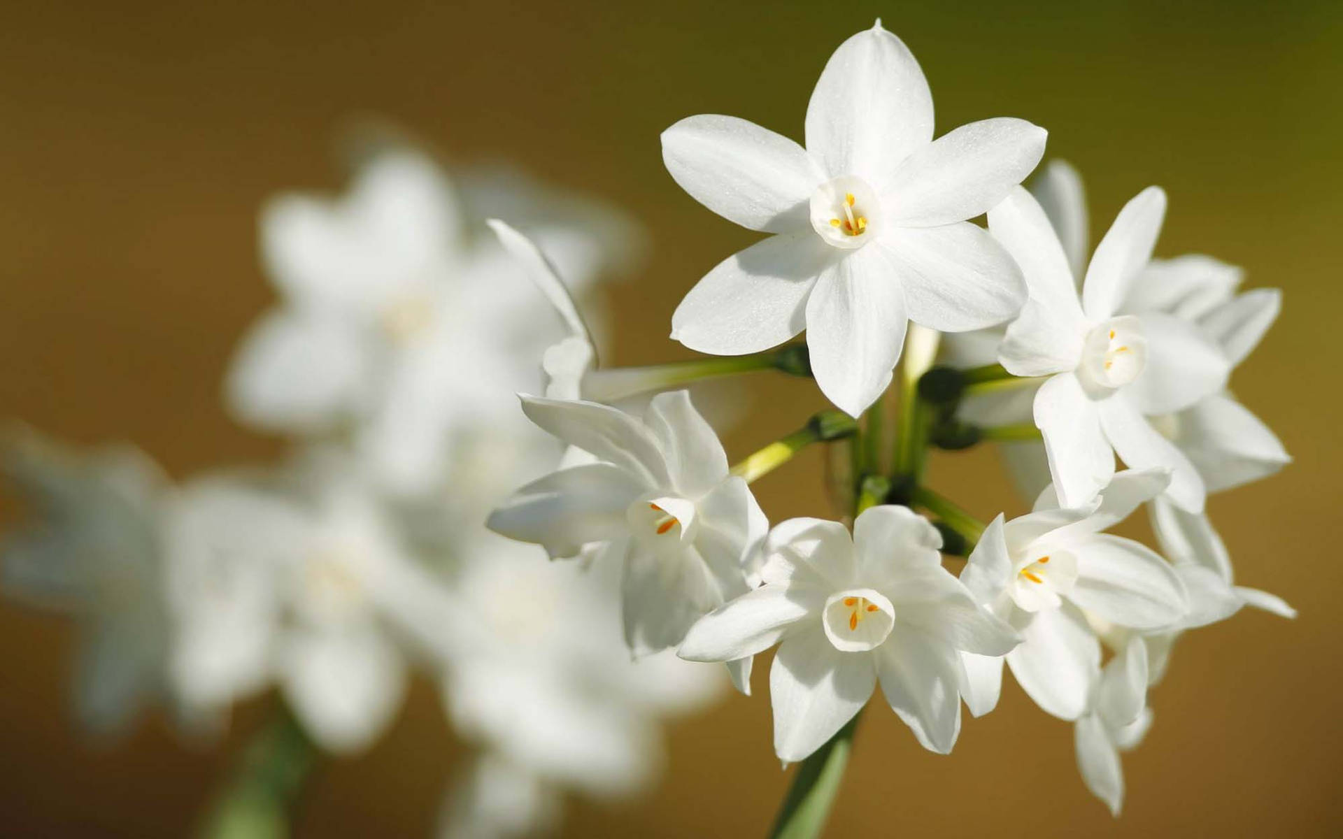 White Narcissus Flowers Background