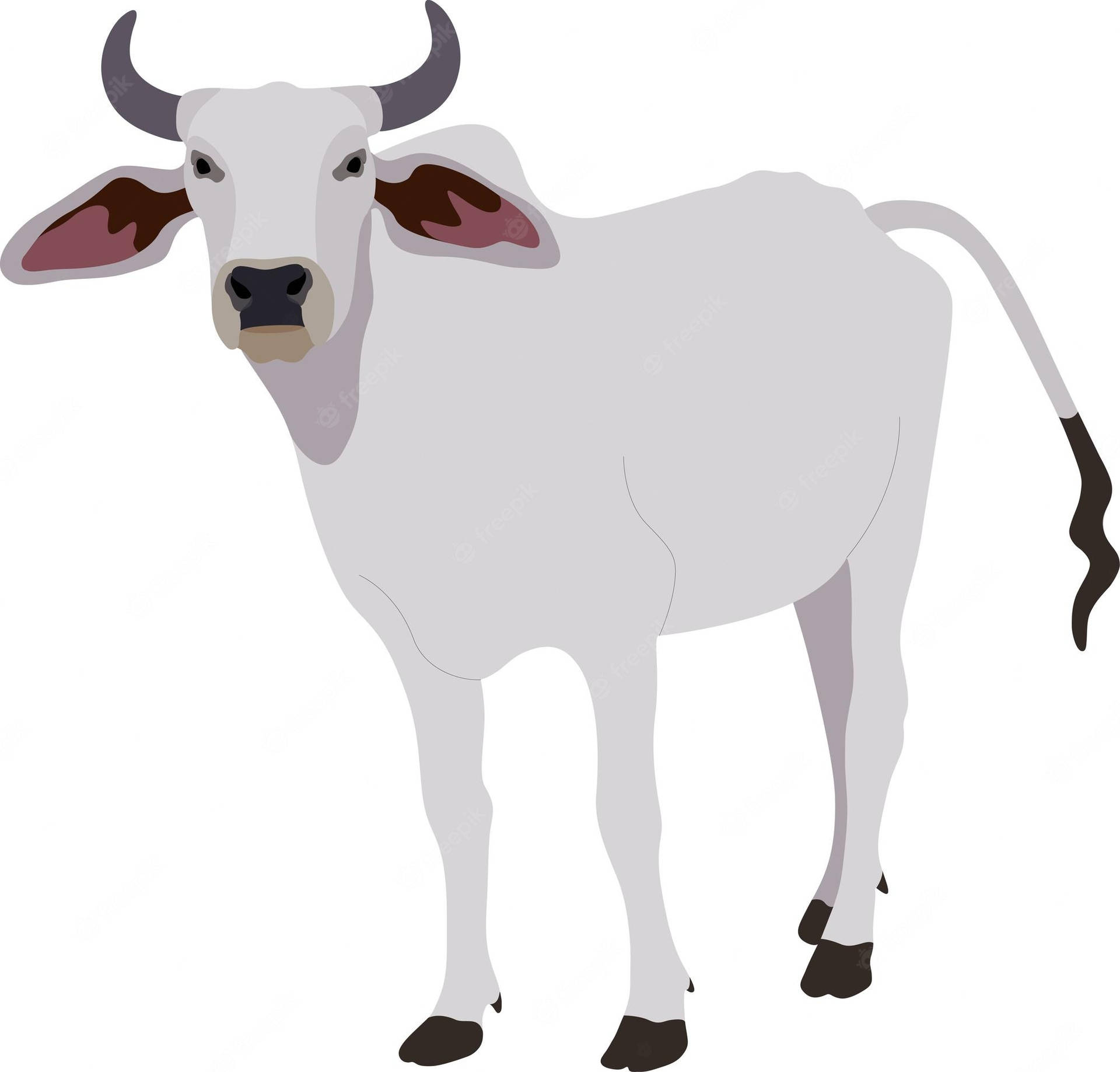 White Nelore Zebu Cattle Clipart Background