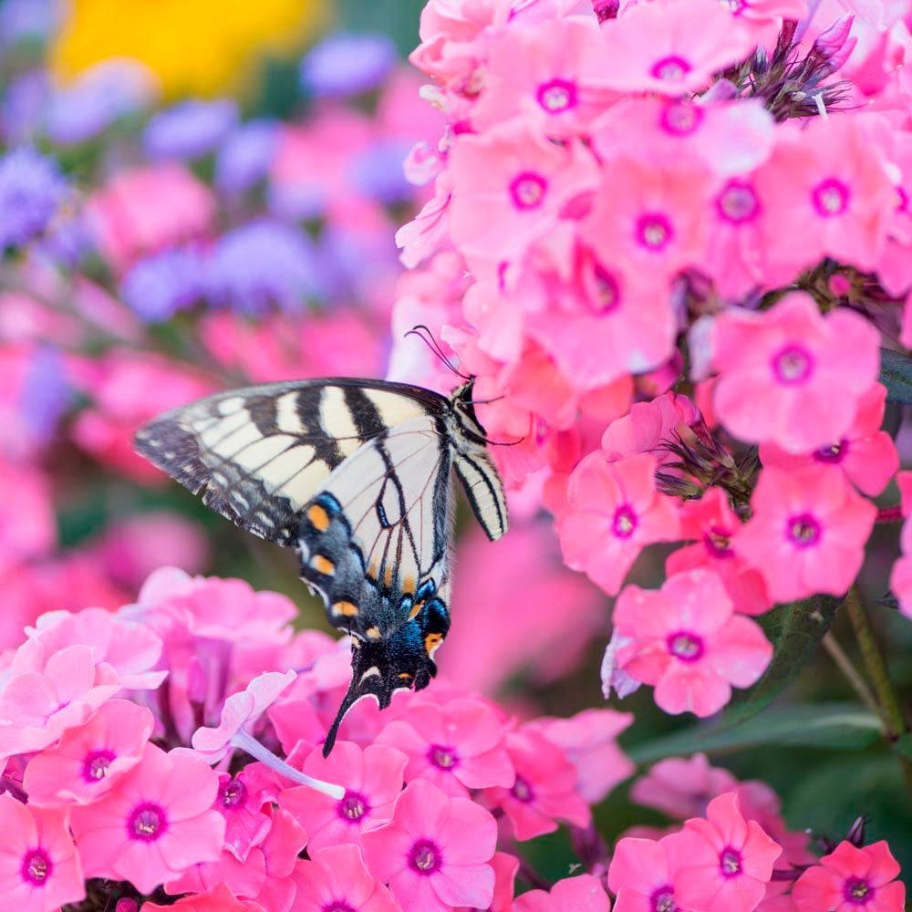 White Old World Swallowtail Butterfly On Flower Background