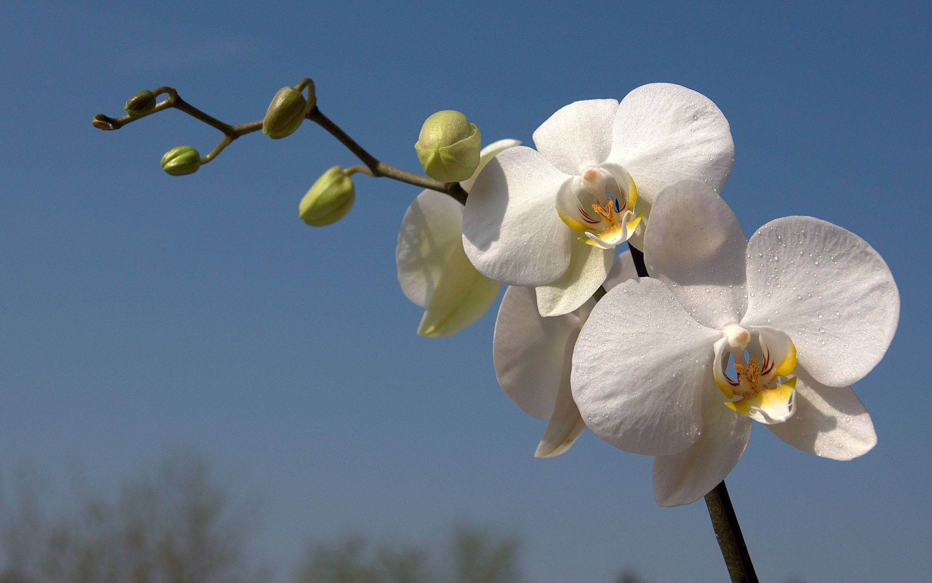 White Orchid And The Blue Sky