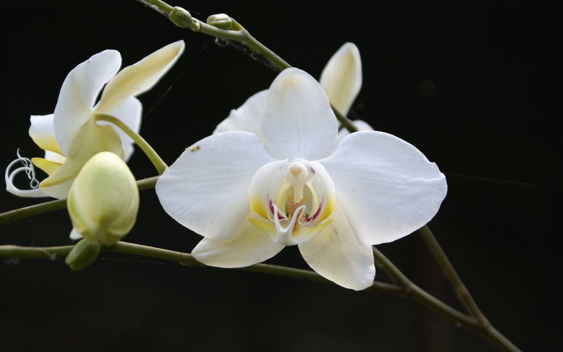 White Orchid Flower Background