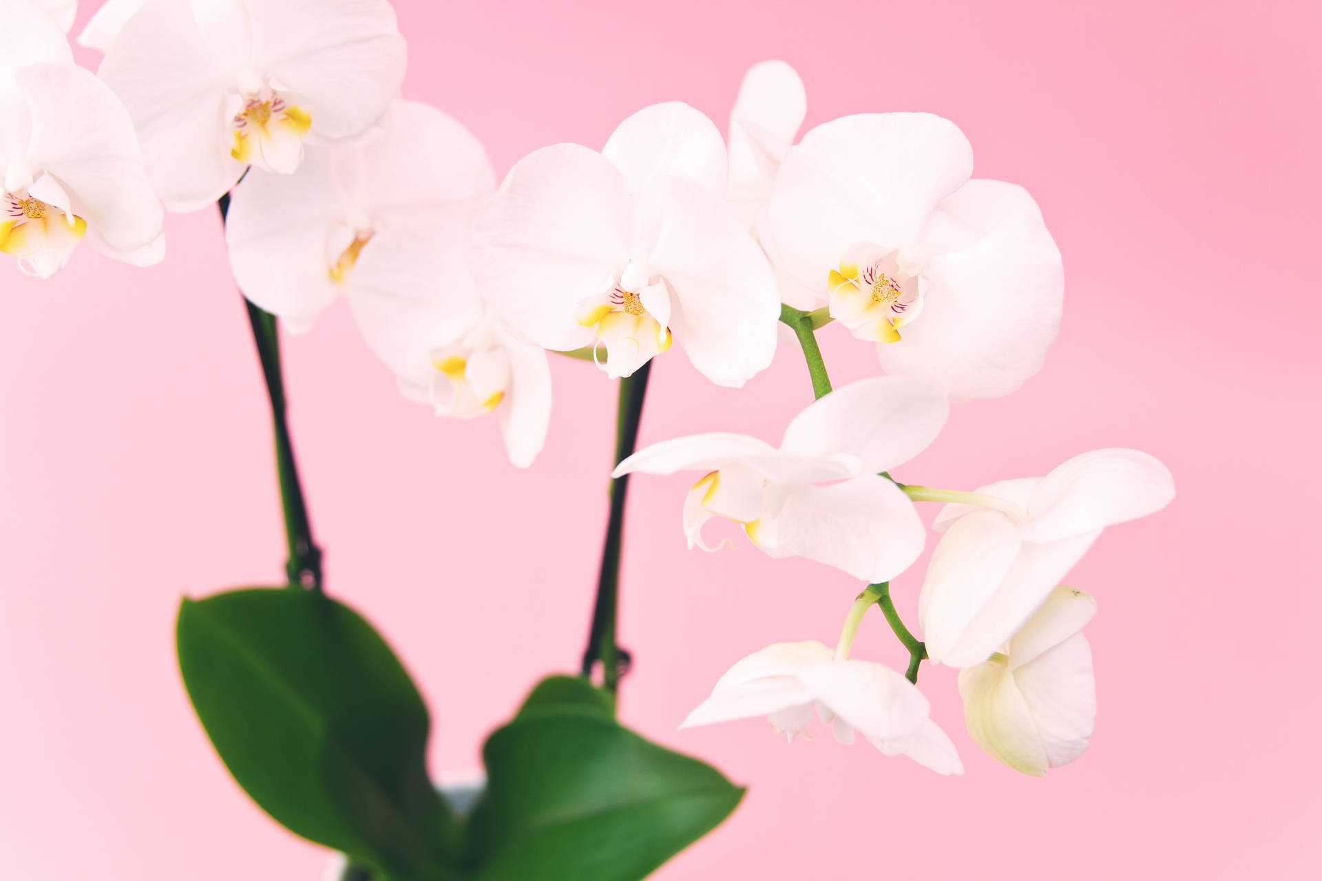 White Orchid Flowers Background