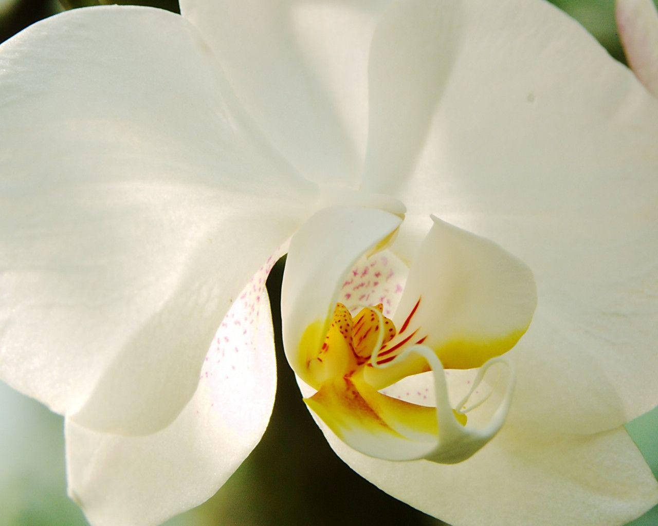 White Orchid Macro Photograph Background