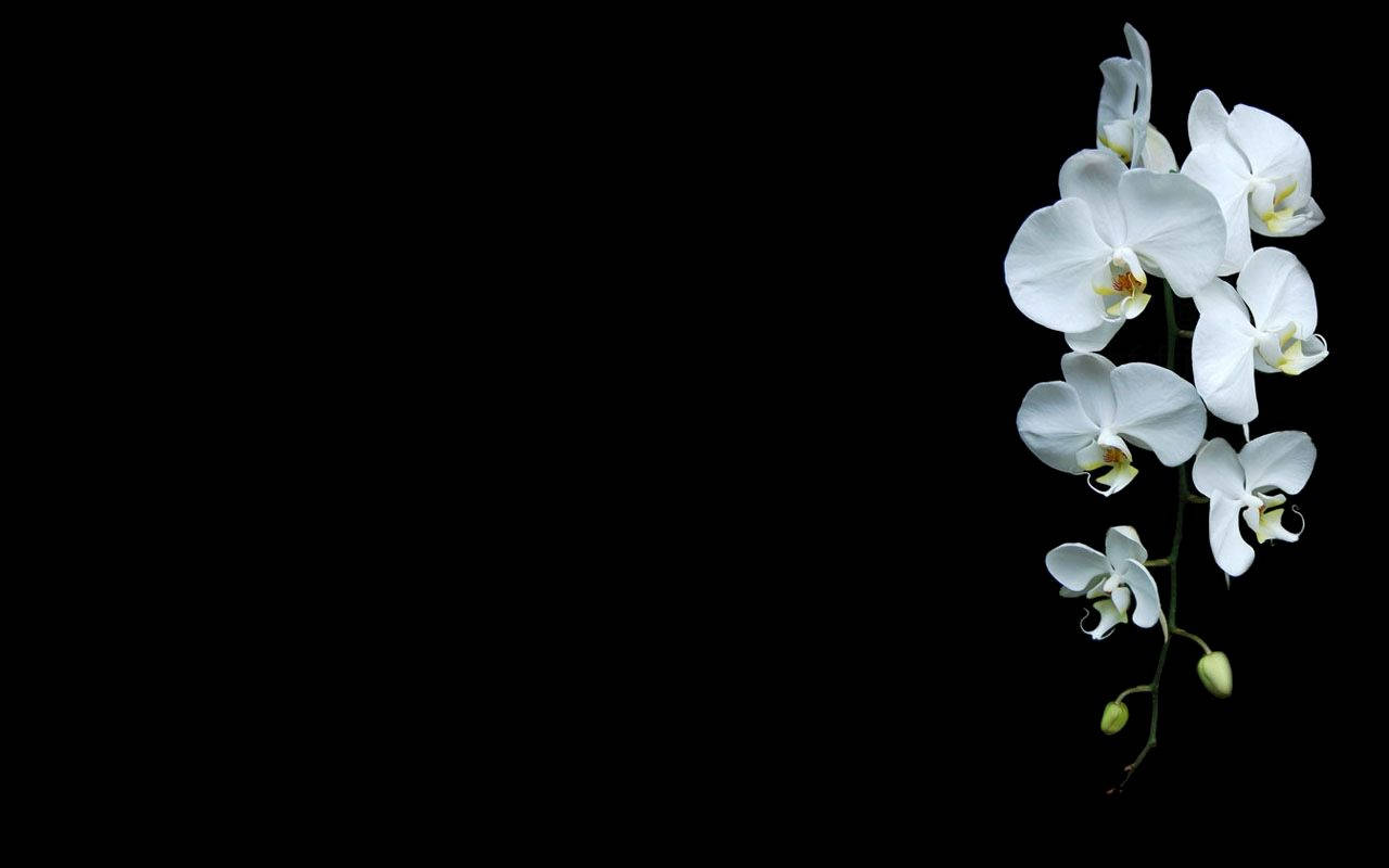White Orchid On Black Background