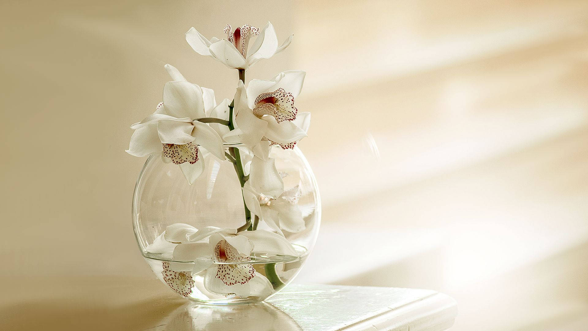 White Orchid On Crystal Vase Background