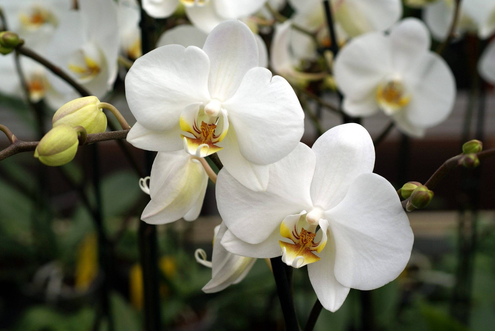 White Orchid On Dark Brown Stem