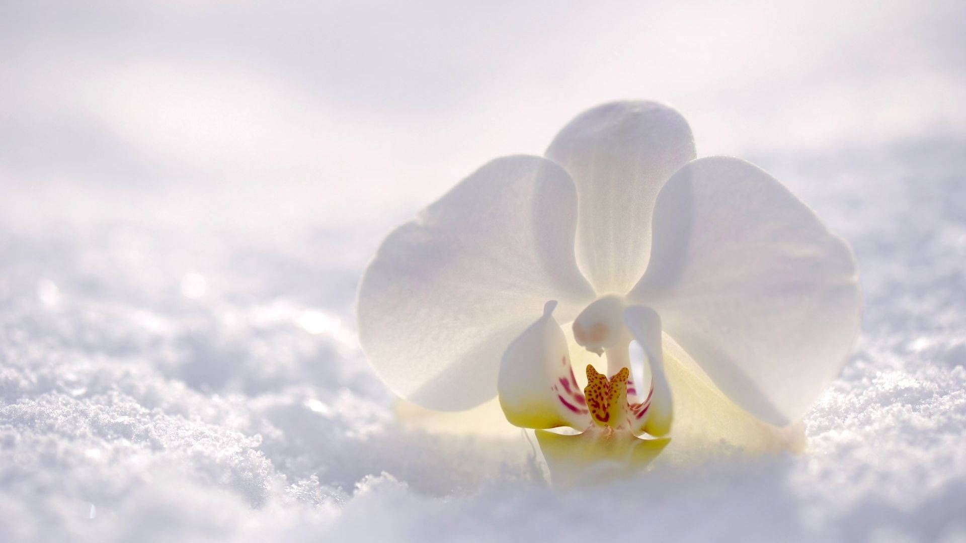 White Orchid On Snow Background