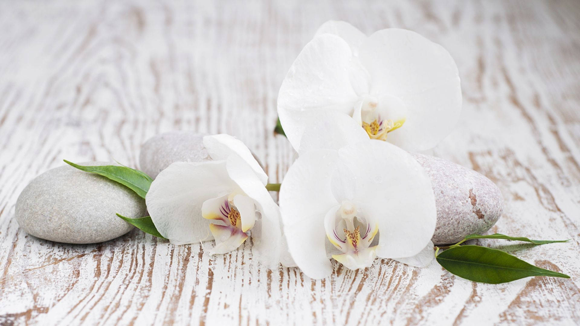 White Orchid On Wooden Floor Background