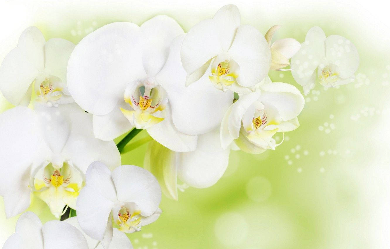White Orchid Realistic Painting Background