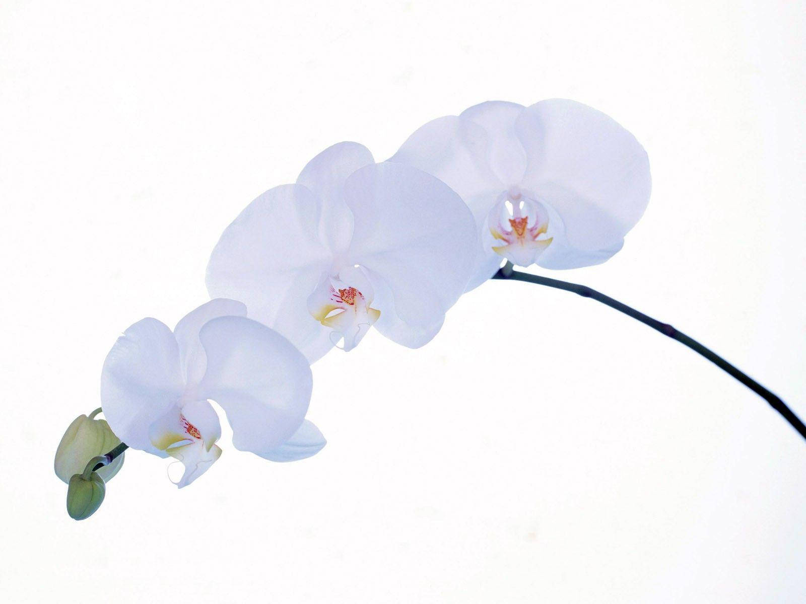 White Orchid Trio Background