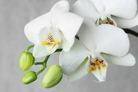 White Orchid Type