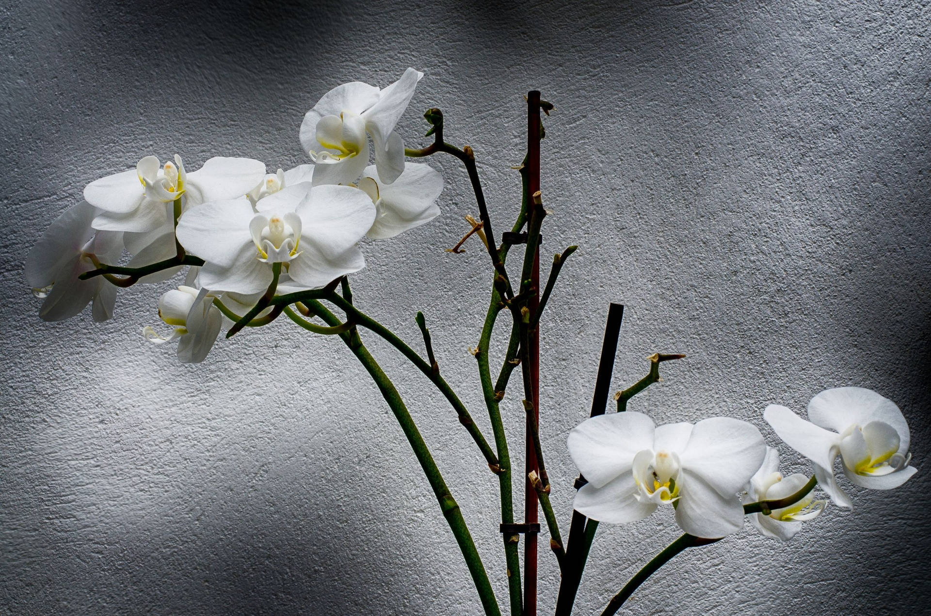 White Orchid Under Sunlight Background