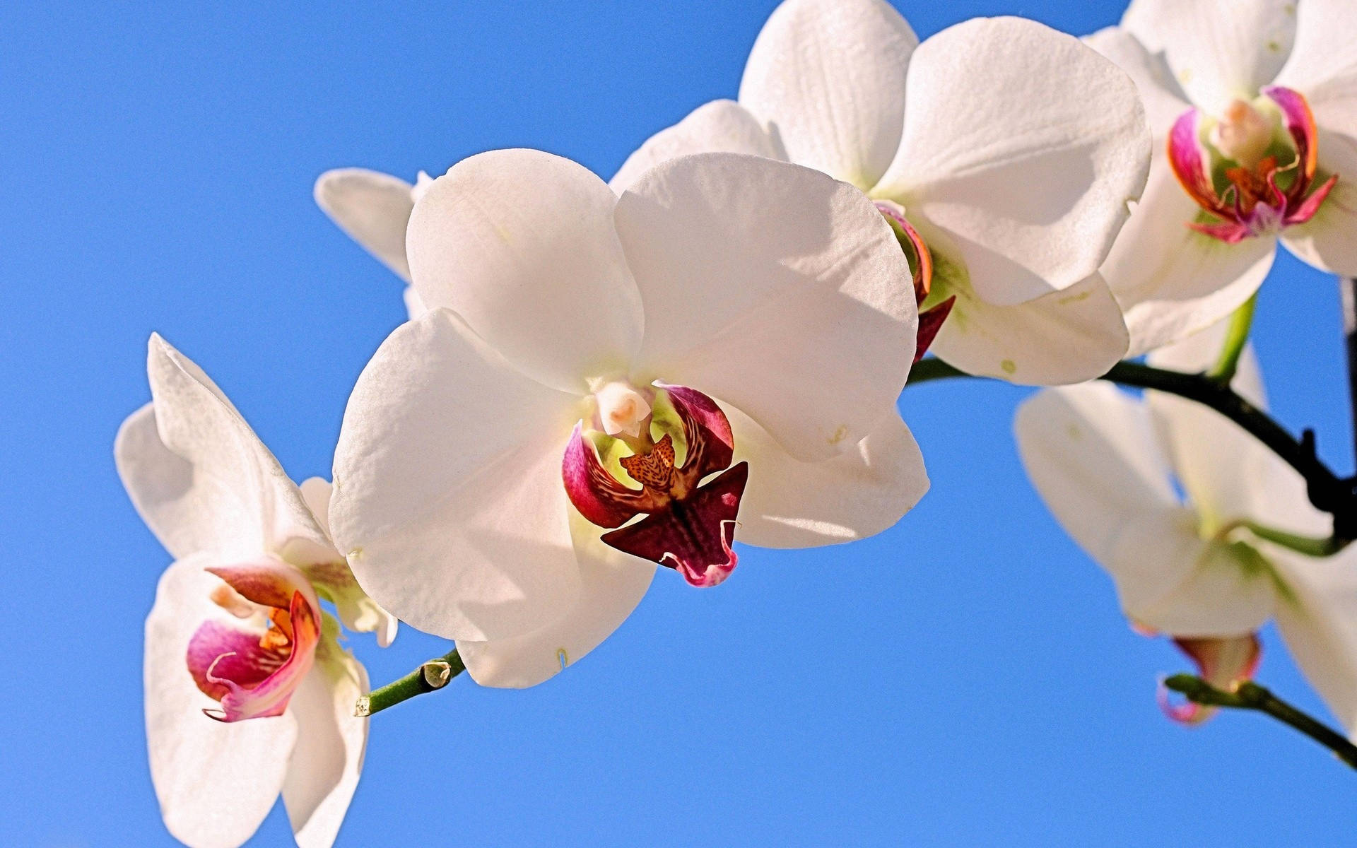 White Orchid Under The Sky