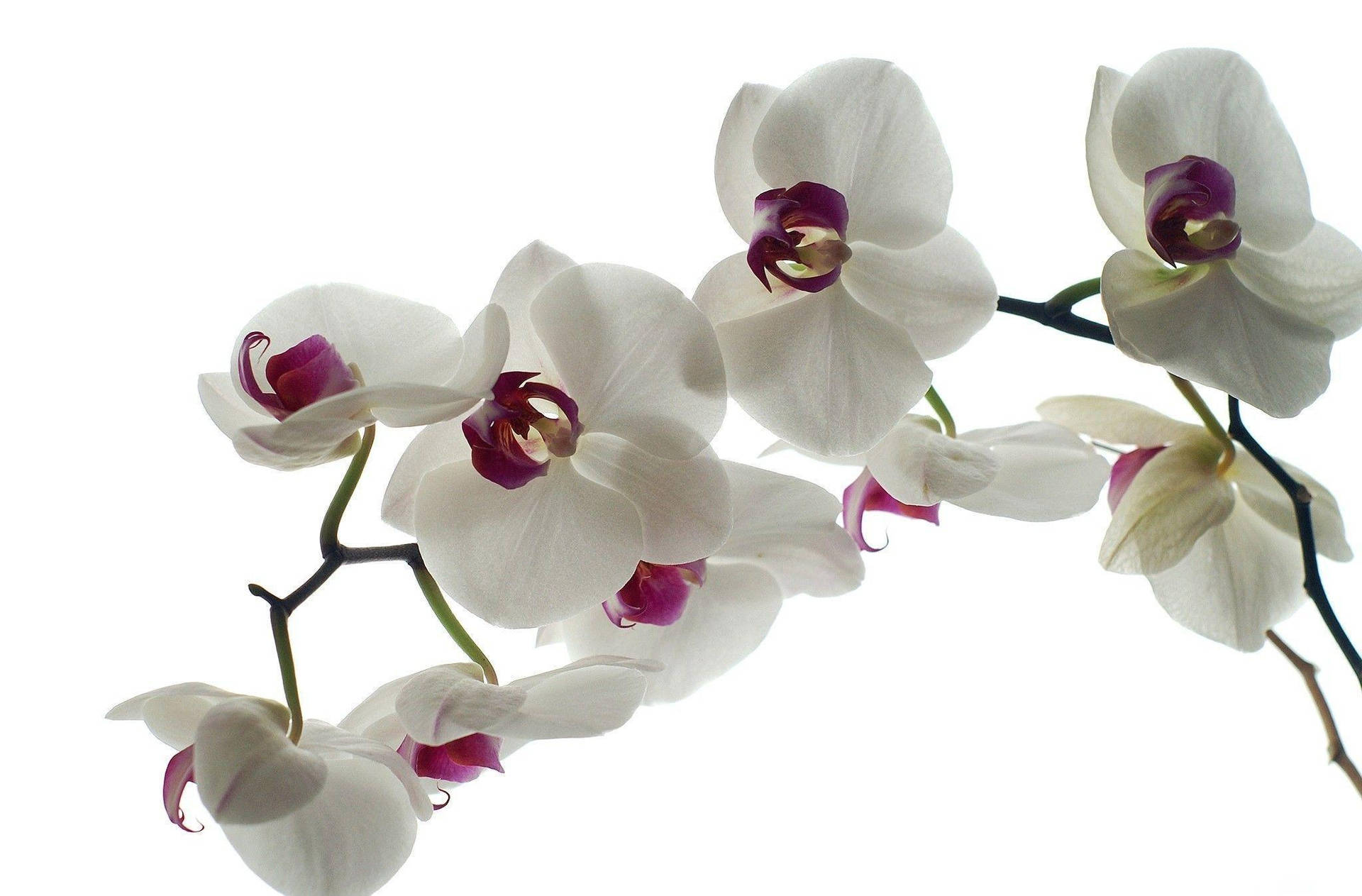 White Orchid With Curved Purple Petals