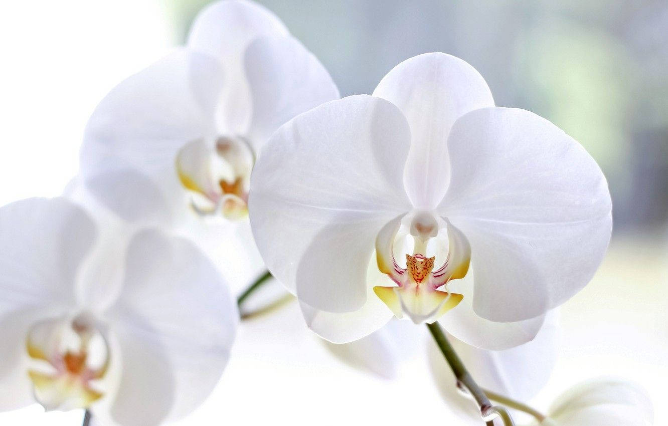 White Orchid With Cute Petals Background