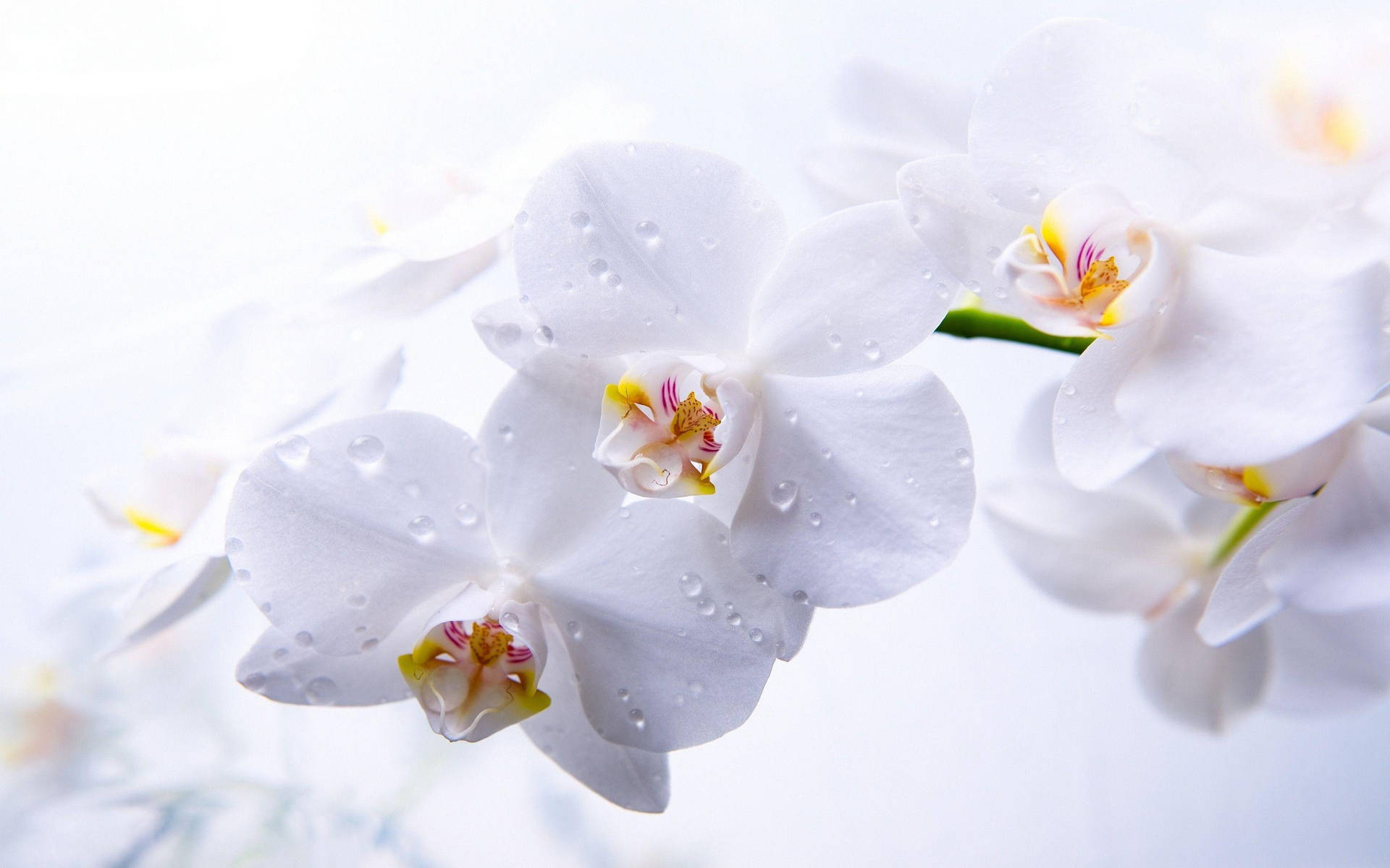 White Orchid With Dew