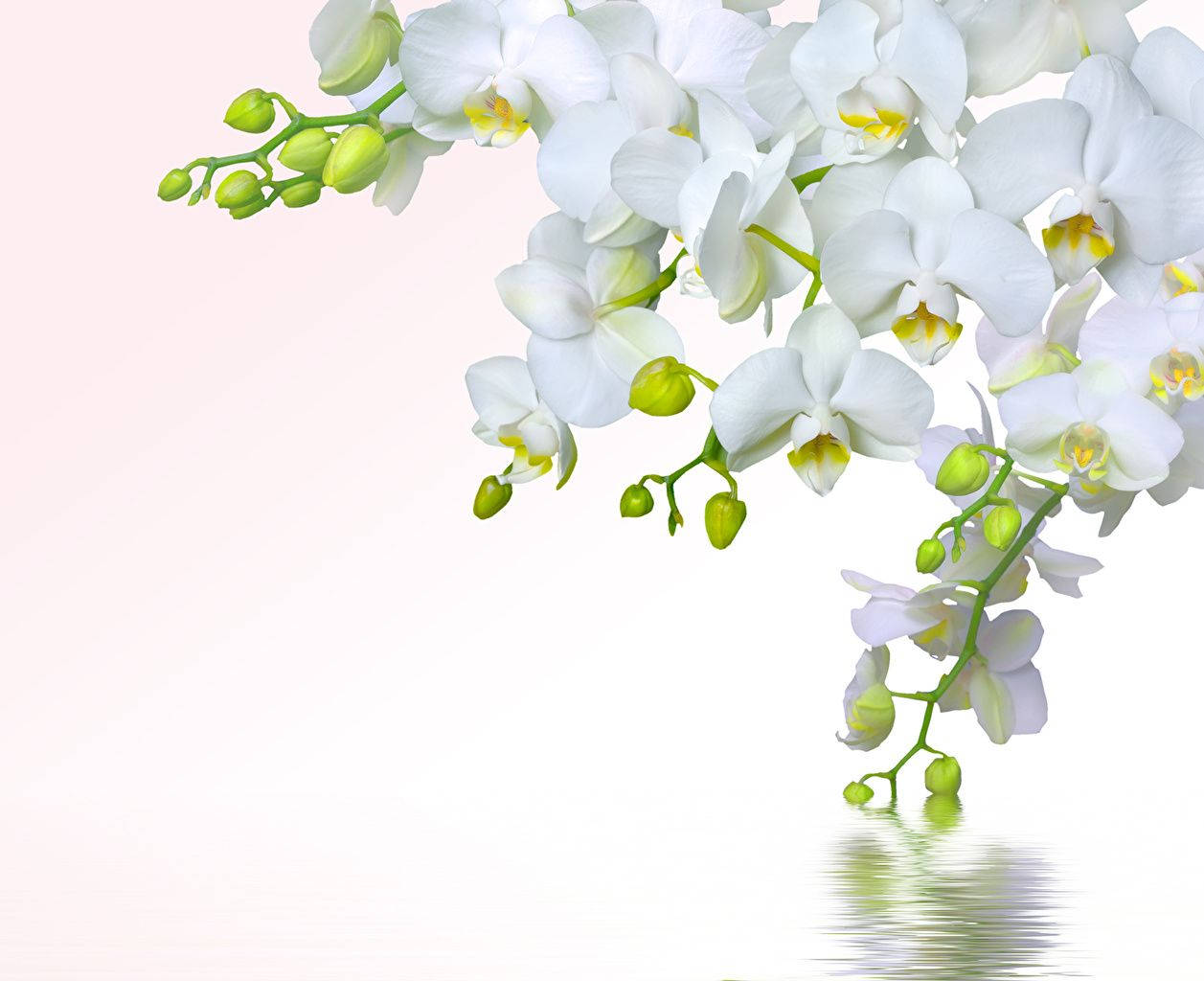 White Orchid With Green Buds Background