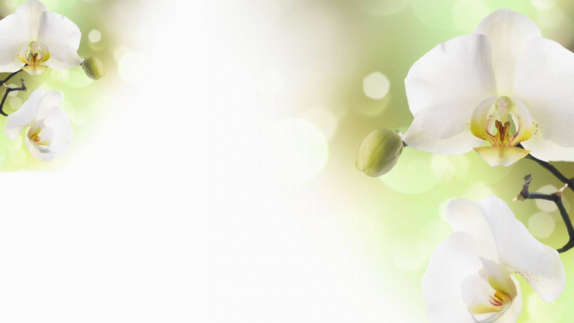 White Orchid With Lime Green Petals Background