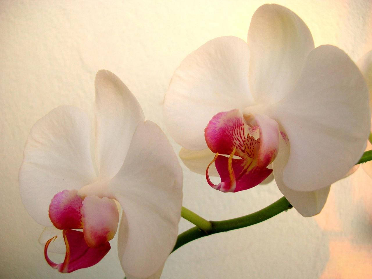 White Orchid With Pink Center Petals Background