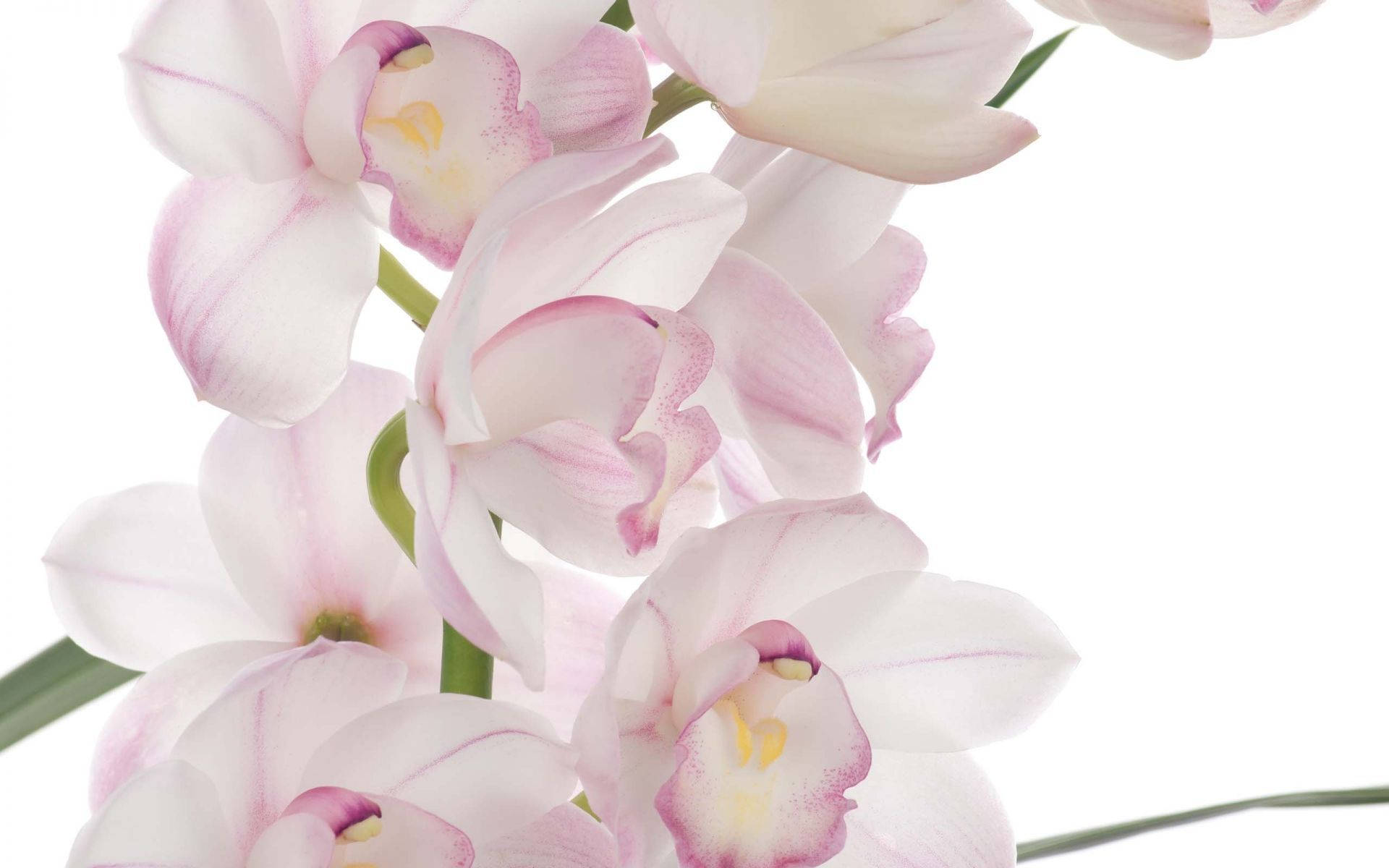 White Orchid With Pink Edge Petals Background
