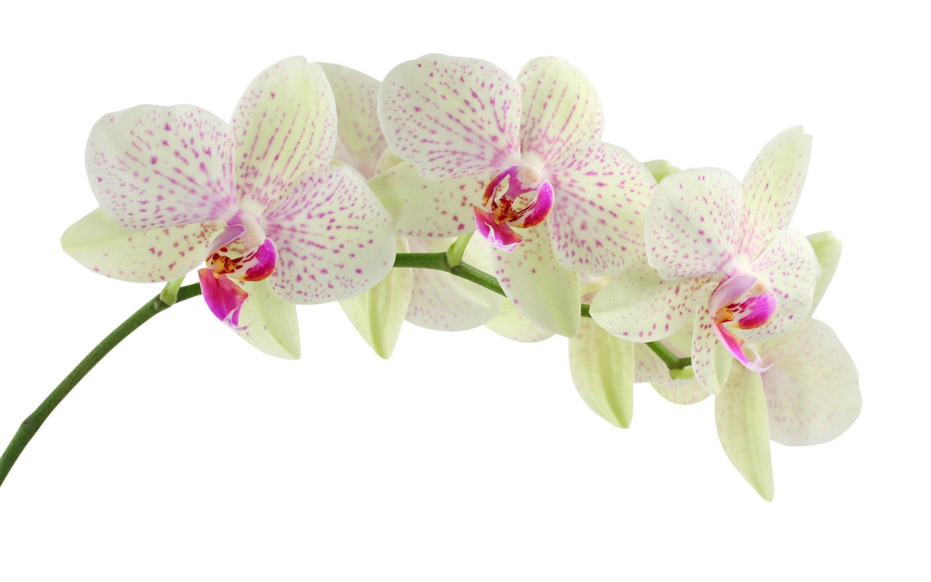 White Orchid With Purple Streaks Background
