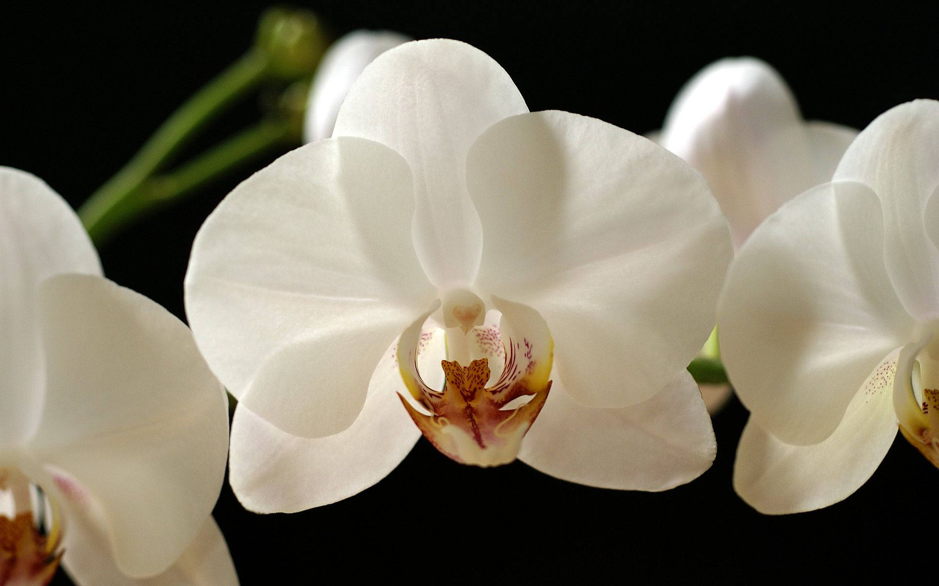 White Orchid With Red Hues Background