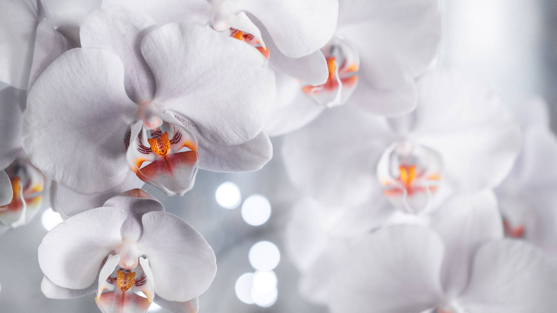 White Orchid With Two-toned Petals Background