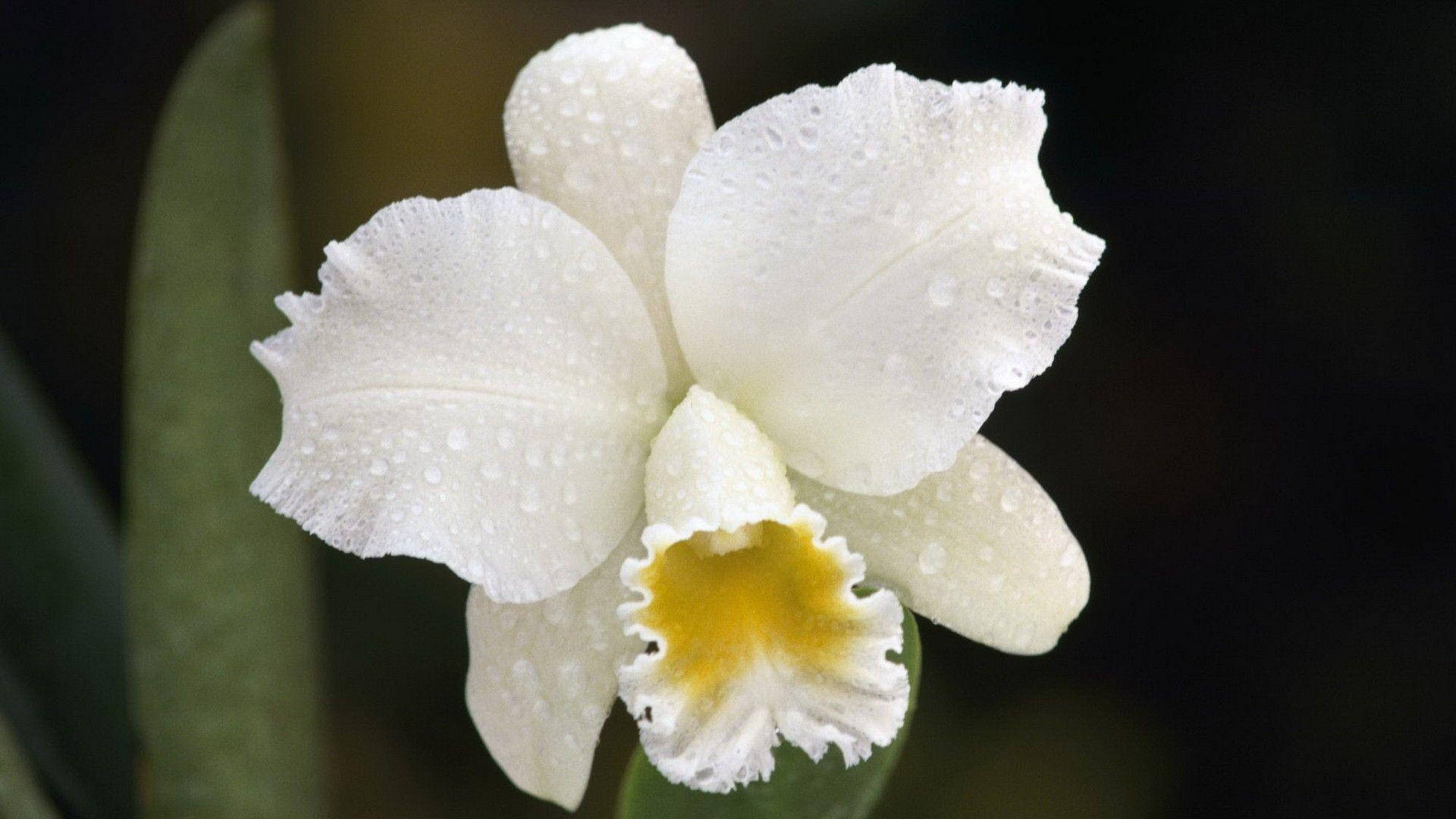 White Orchid With Water Droplets Background