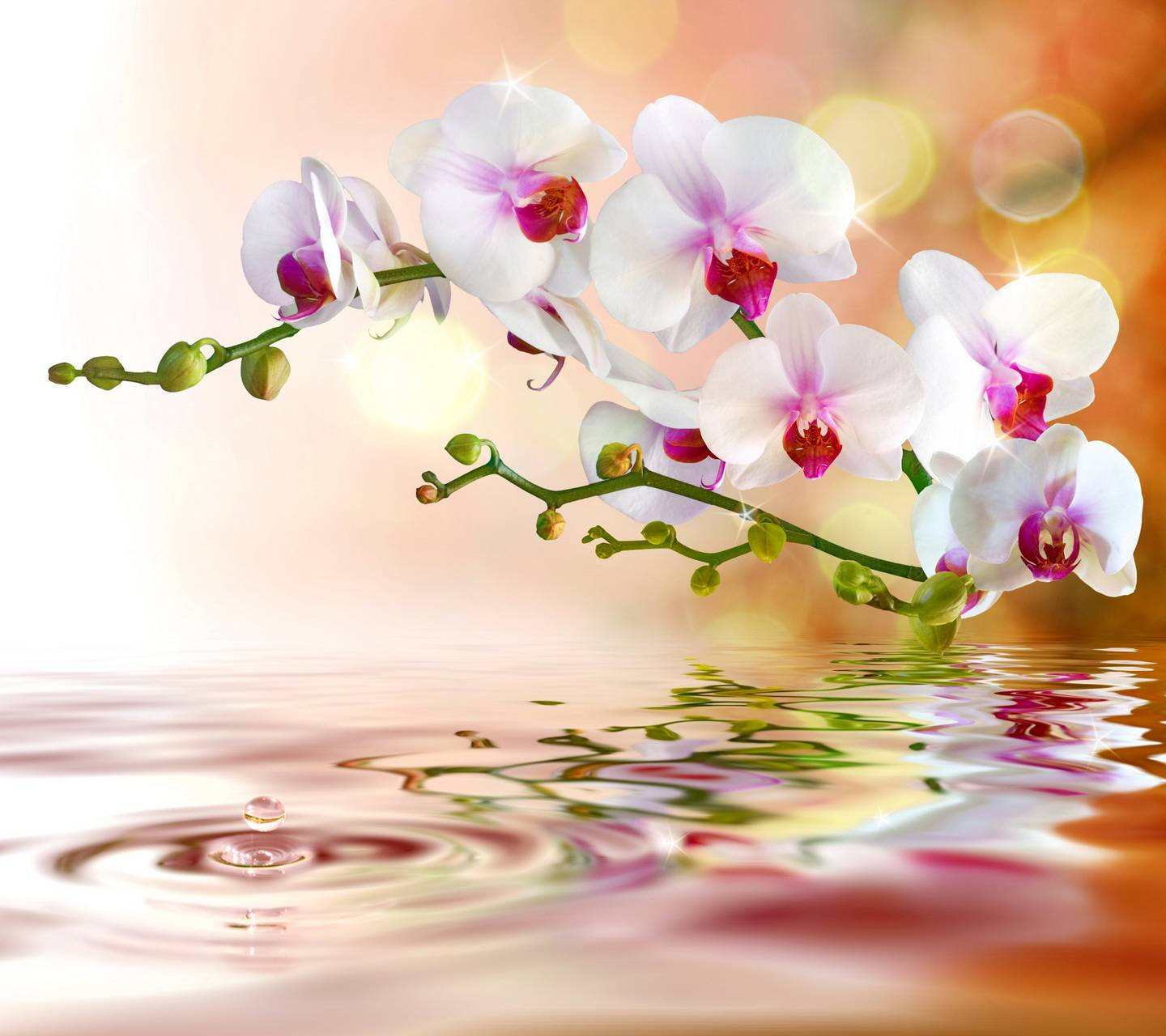 White Orchid With Water Ripple Background