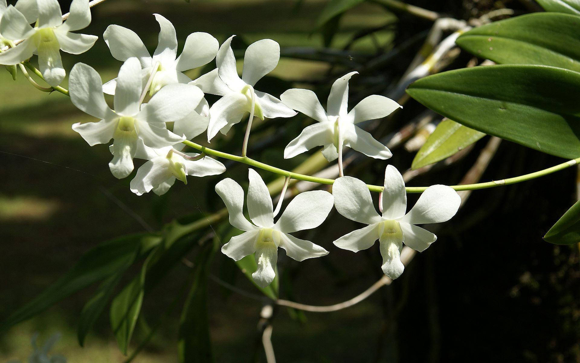 White Orchids Cluster