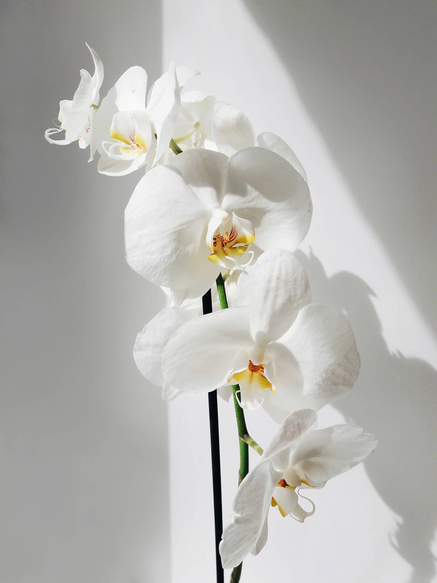 White Orchids On White Background Background