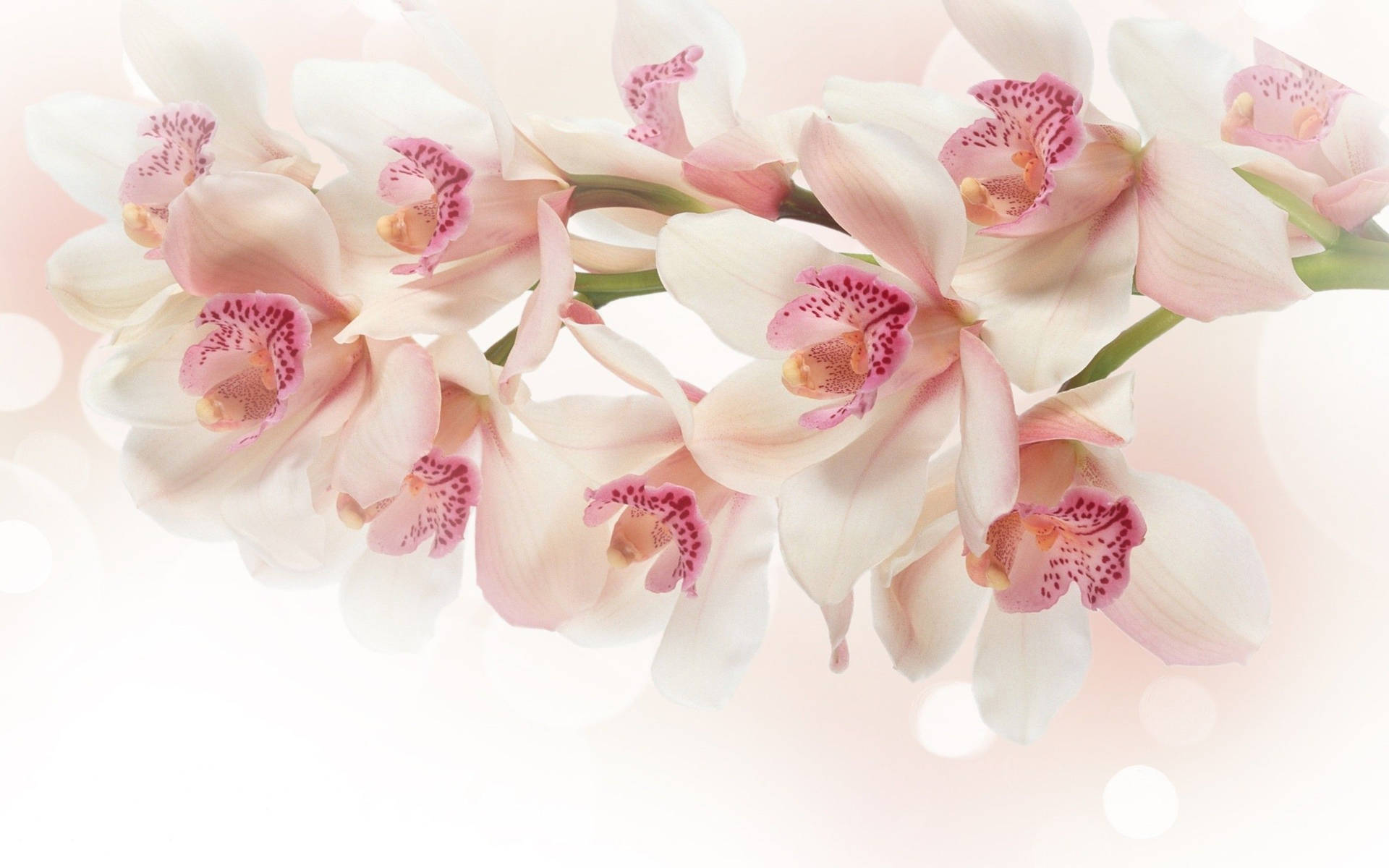 White Orchids With Pink Spots