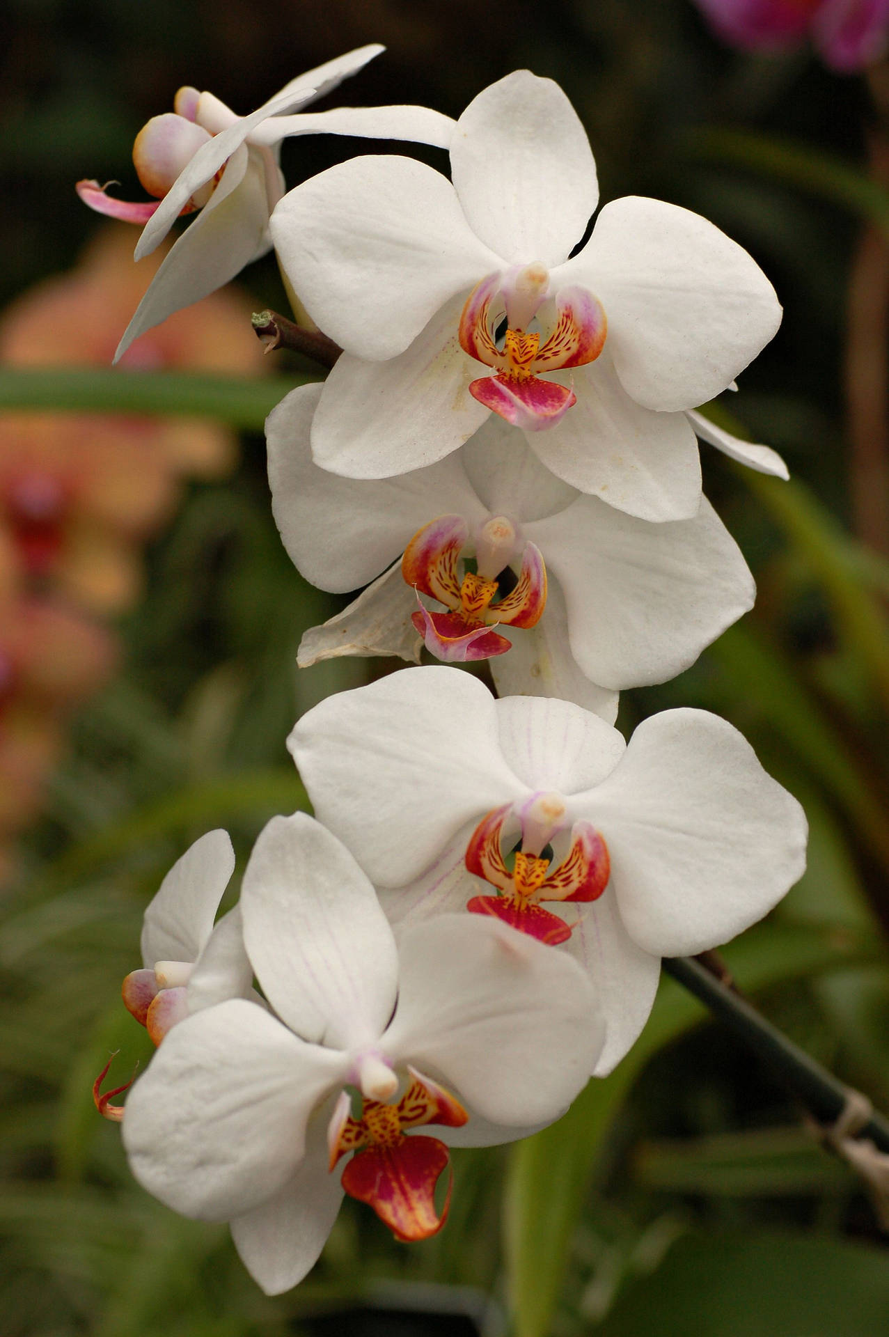 White Orchids With Red Center Petals Background