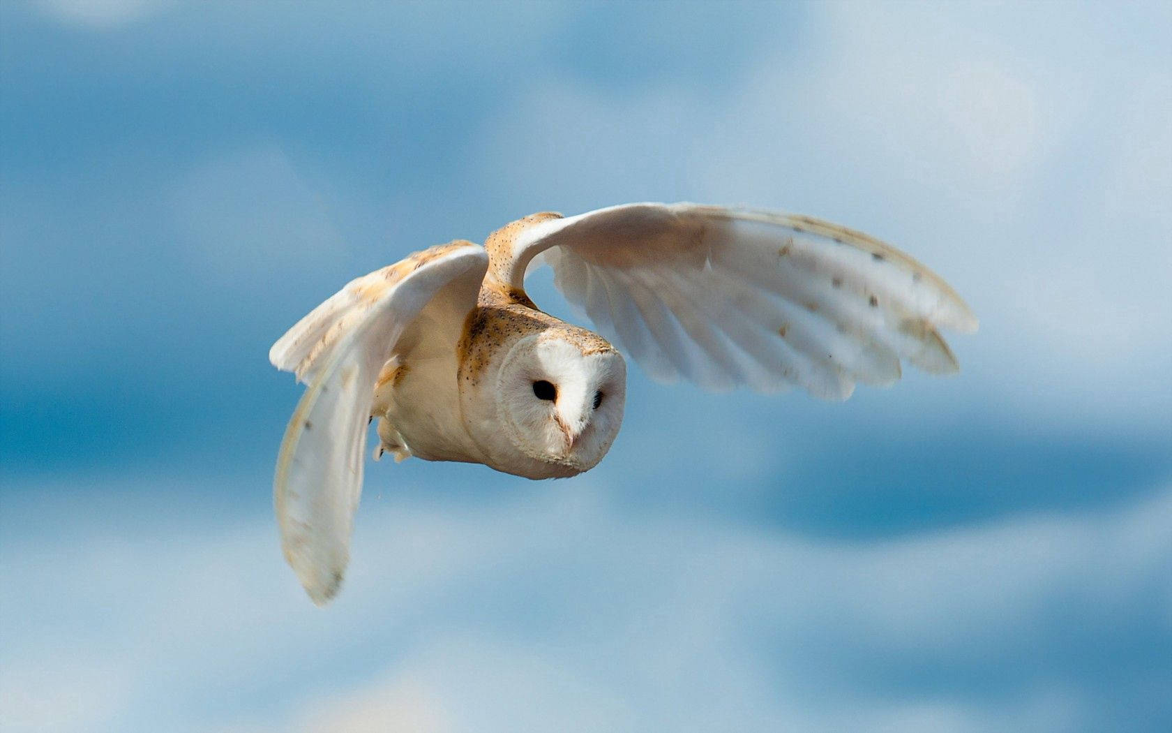 White Owl Flying Birds In Nature Background
