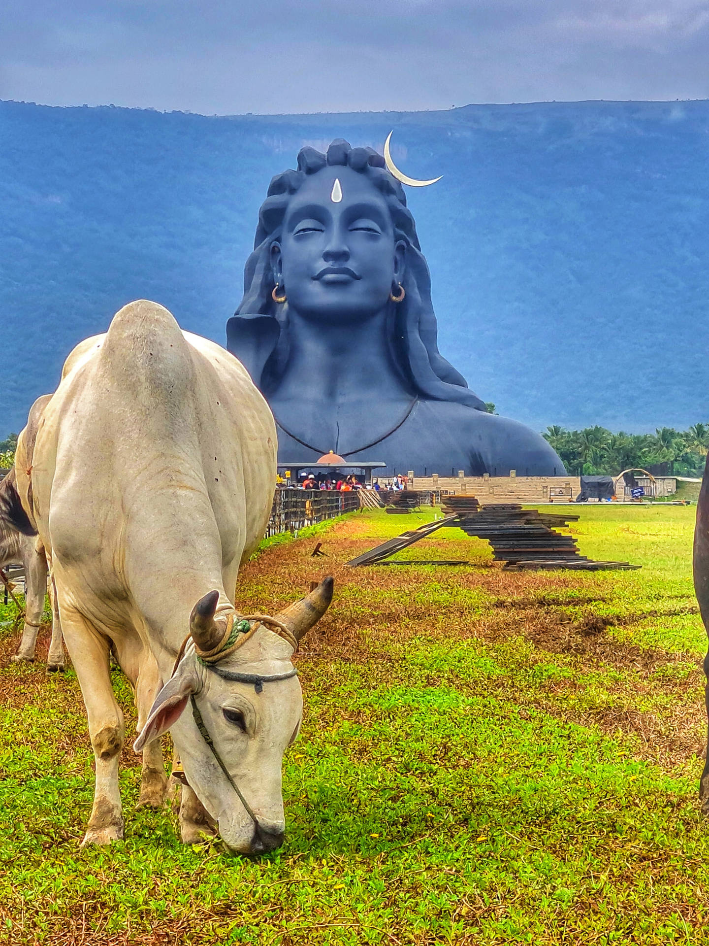 White Ox In Front Of Adiyogi Shiva Background