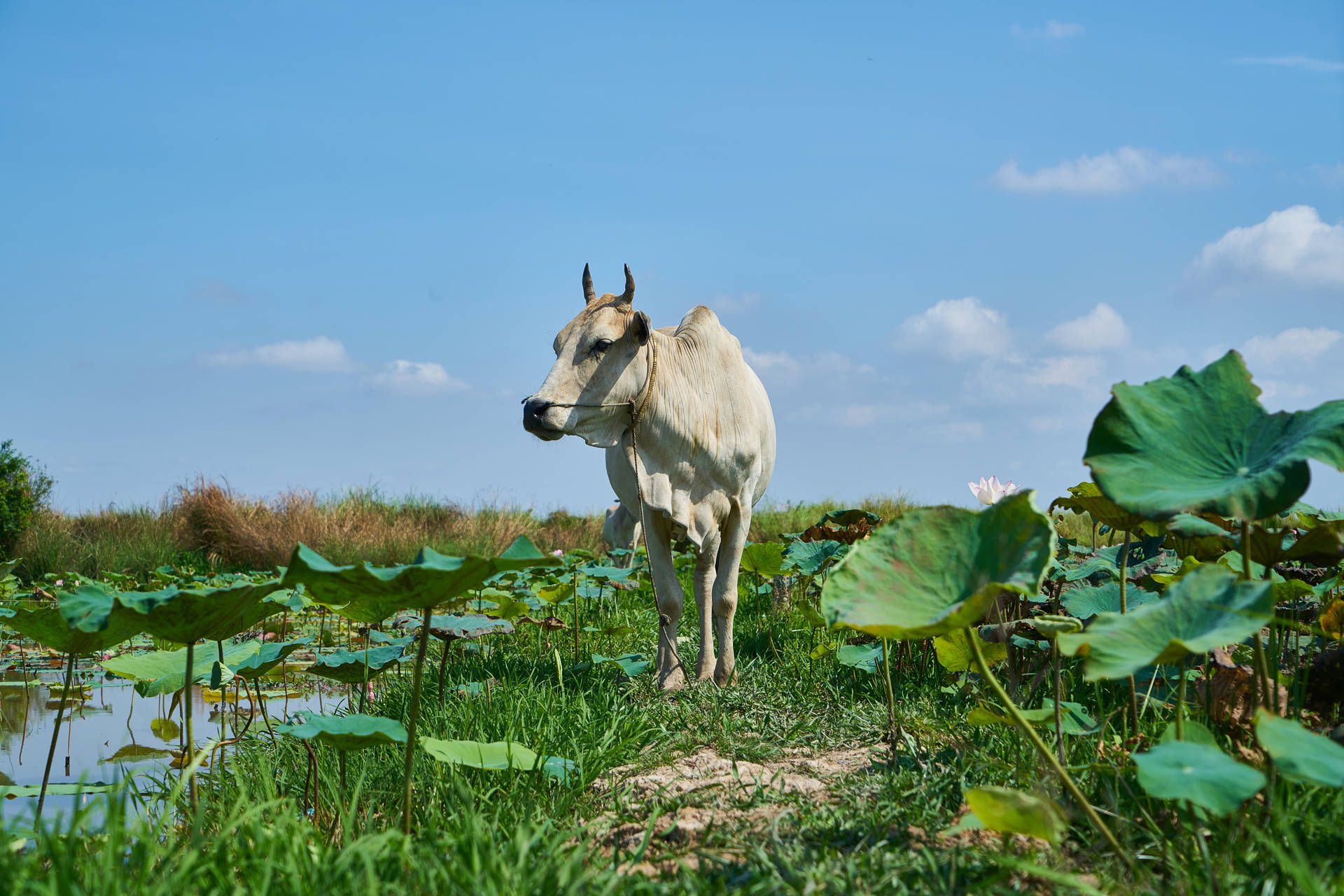 White Ox In Wetlands Background
