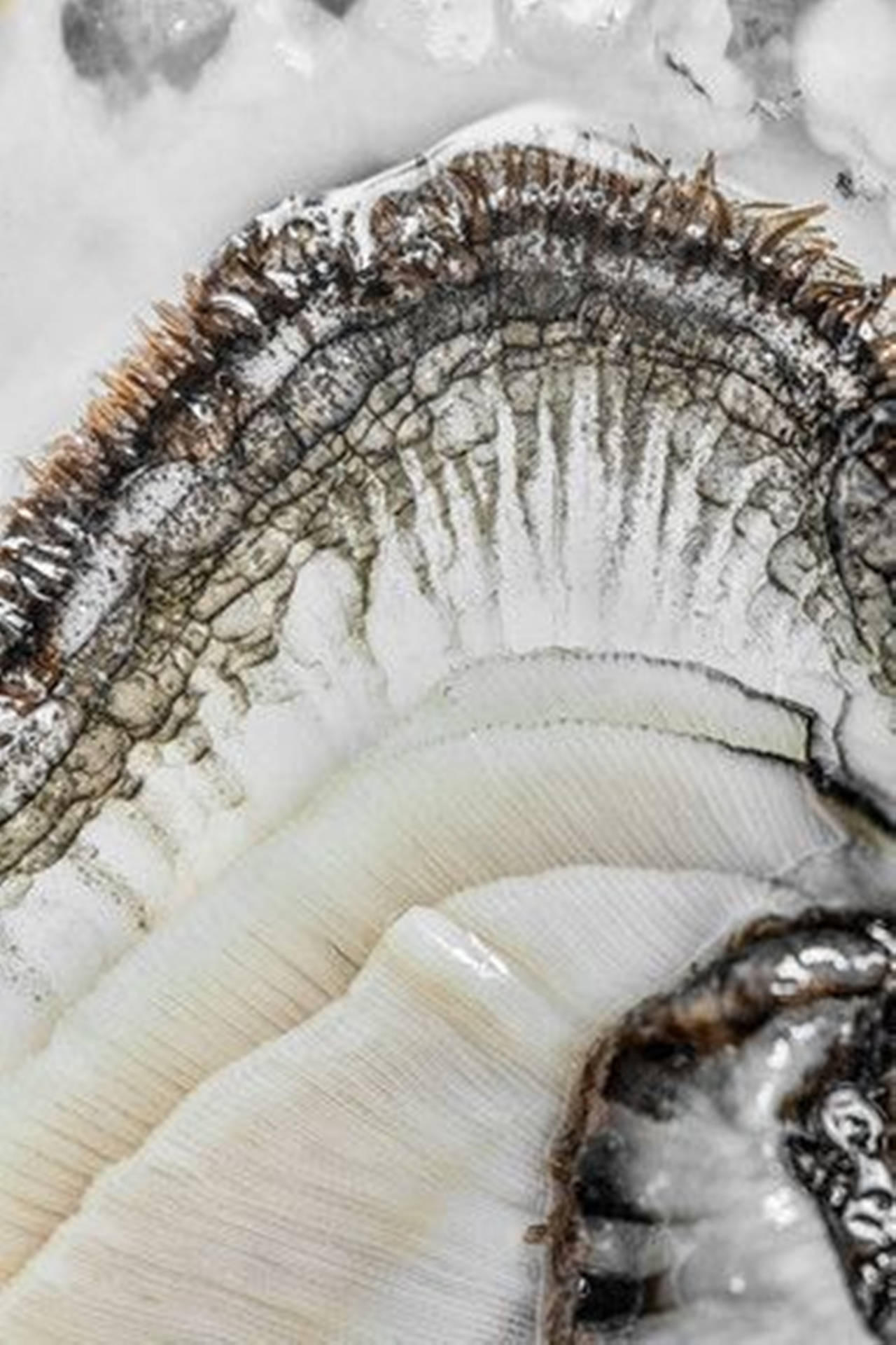 White Oyster Details Background