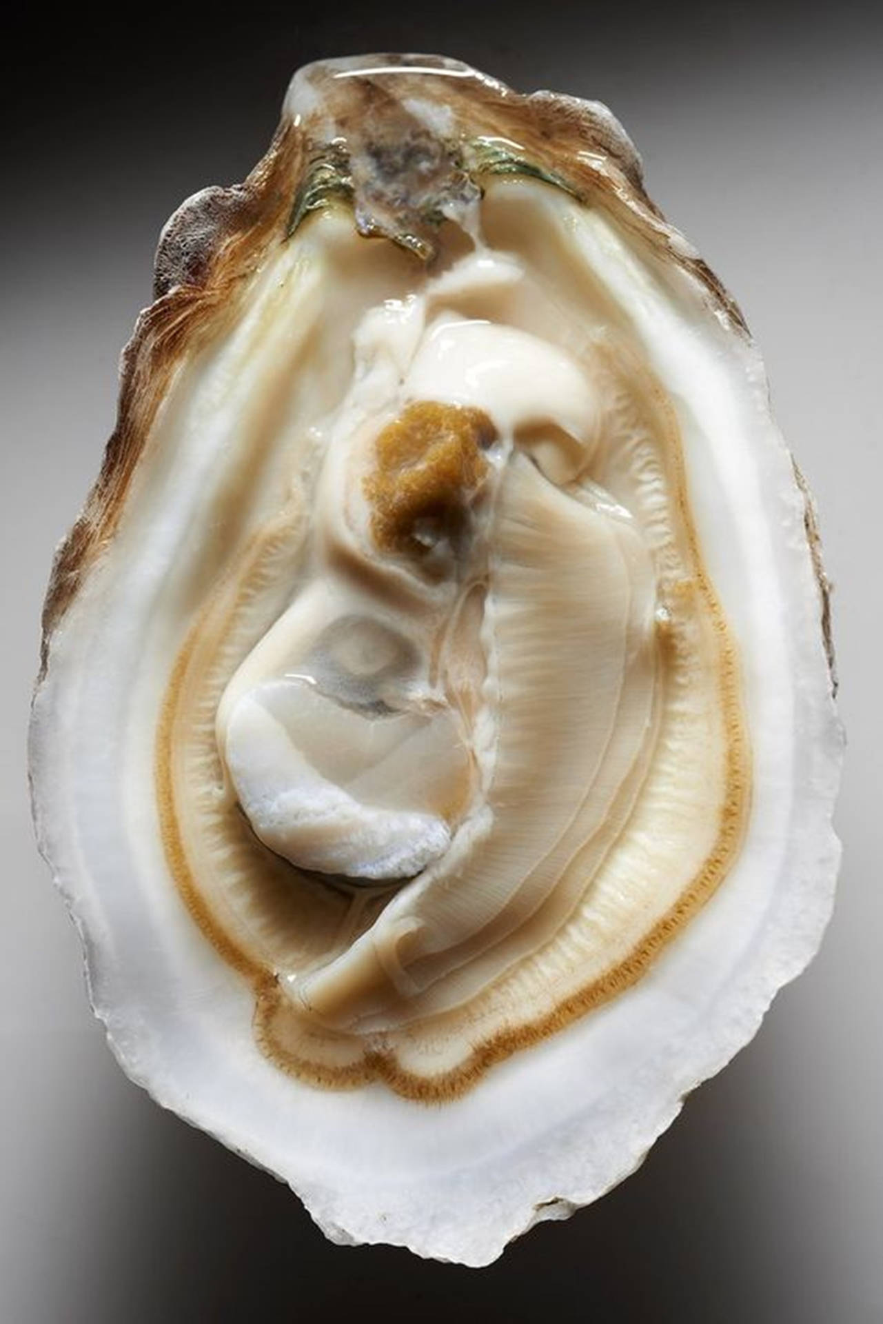 White Oyster Minimalist Background