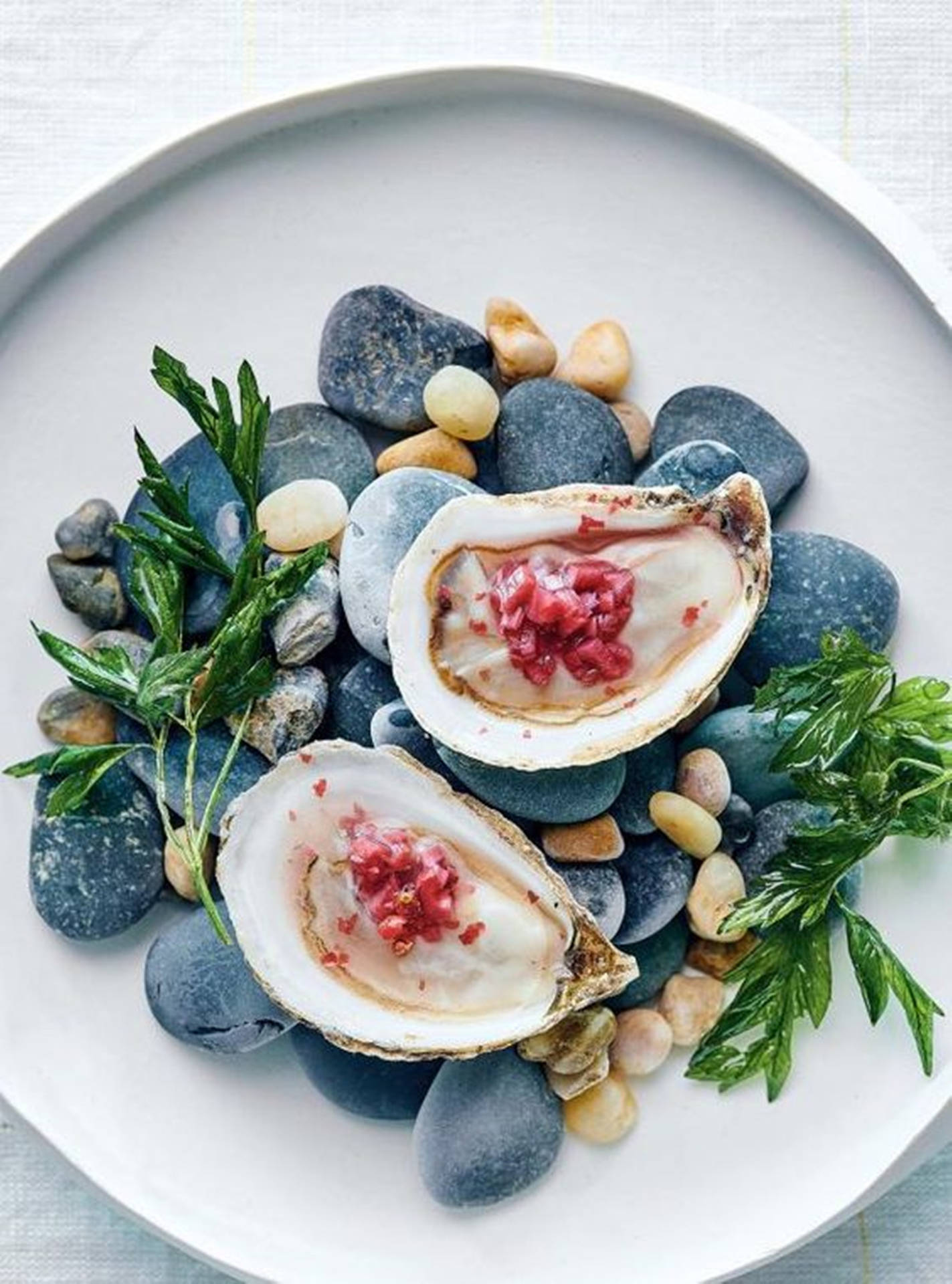 White Oysters On Stone Background