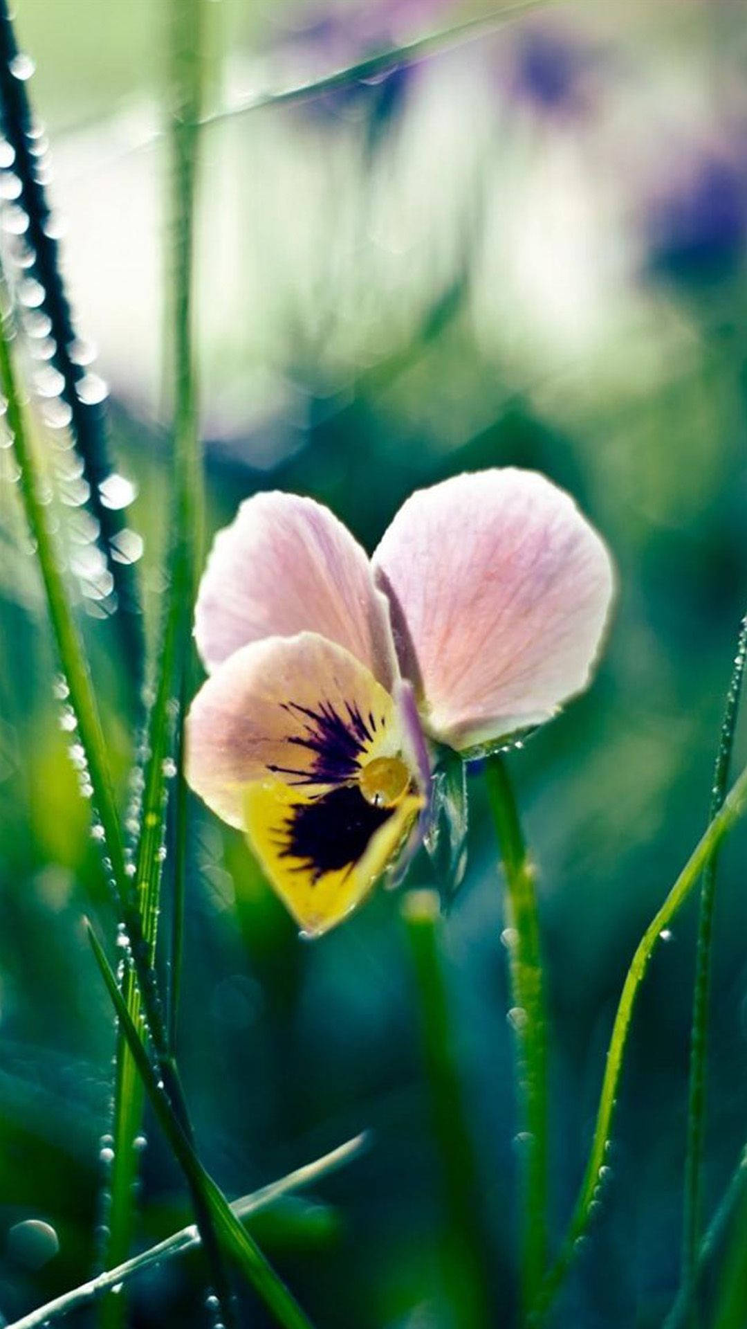 White Pansy Spring Flower Iphone Background