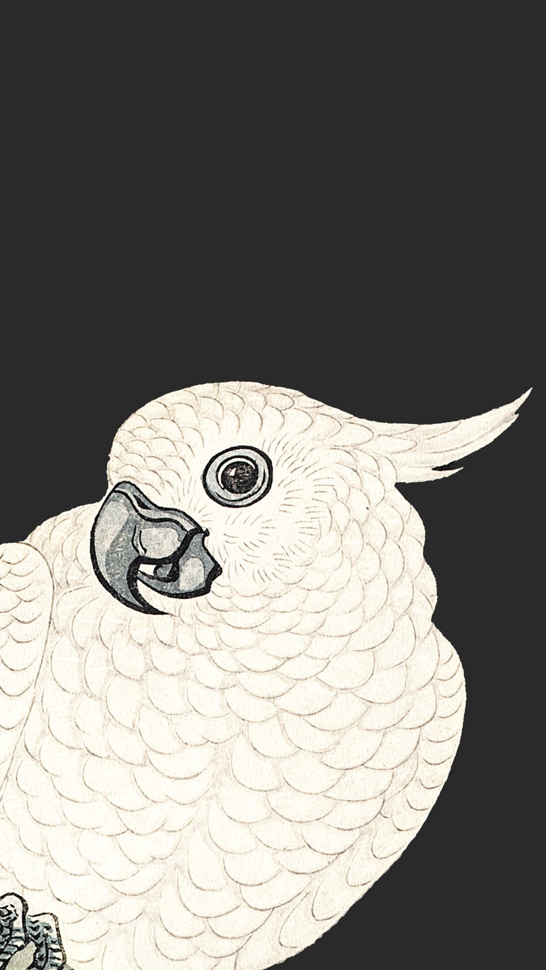 White Parrot Illustration