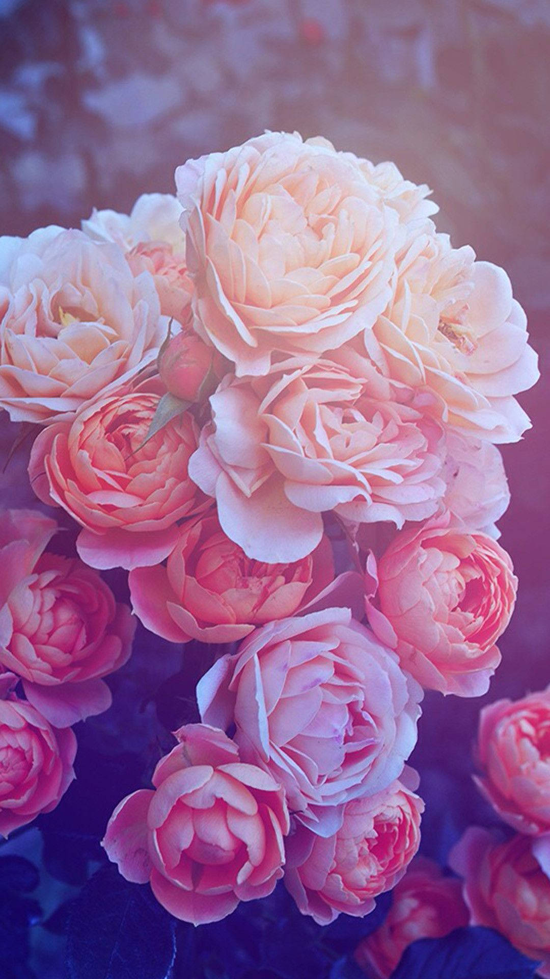 White, Peach And Pink Rose Iphone Background Background