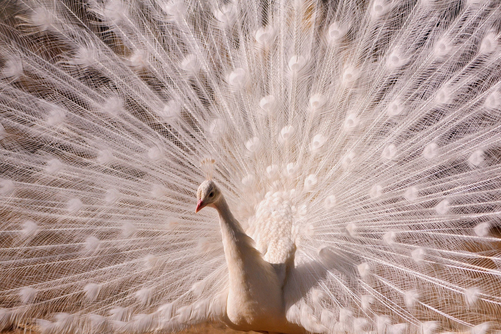 White Peacock On Daytime Background