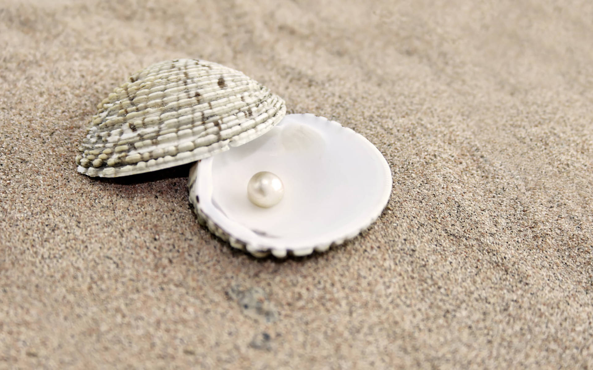 White Pearl On Shell Background