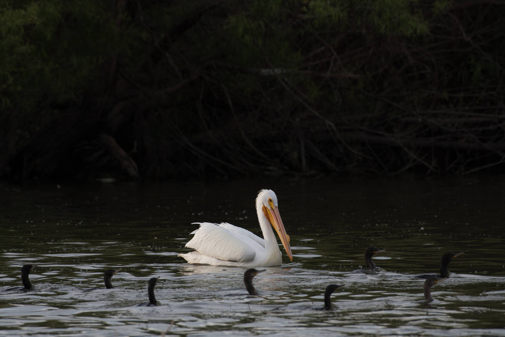 White Pelican Awesome Animal