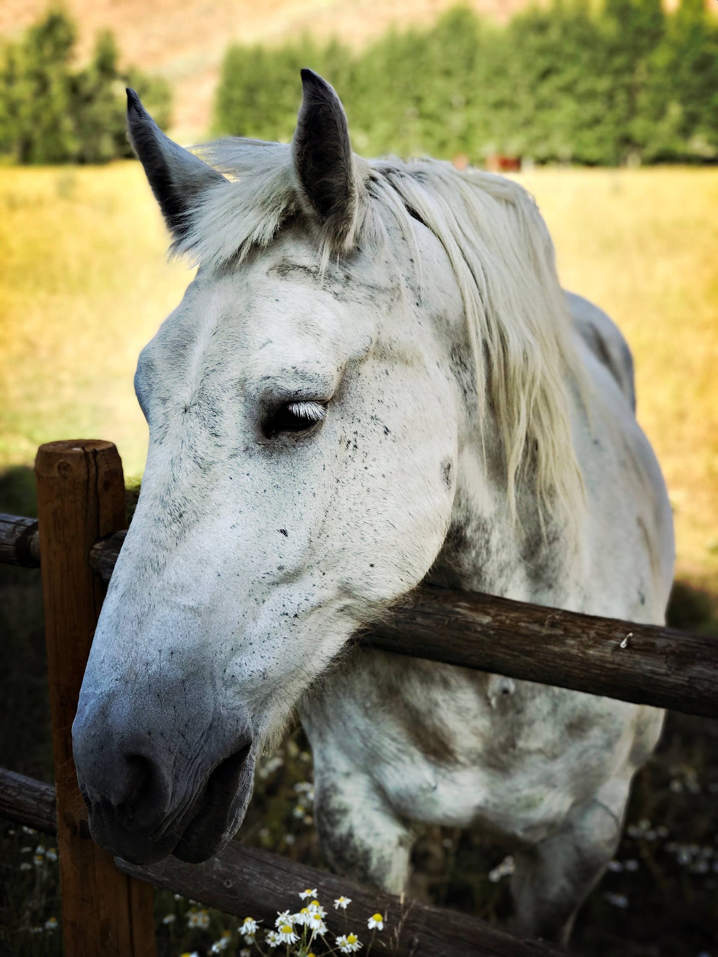 White Percheron Horse Face Background